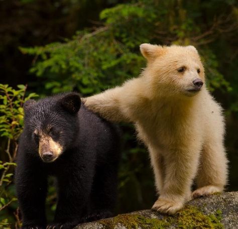 Baby bear cubs. How cute Kermode Bear, White Bears, Spirit Bear, Black Bears, Love Bear, Bear Cubs, Amazing Animals, Beautiful Animals, Animal Planet