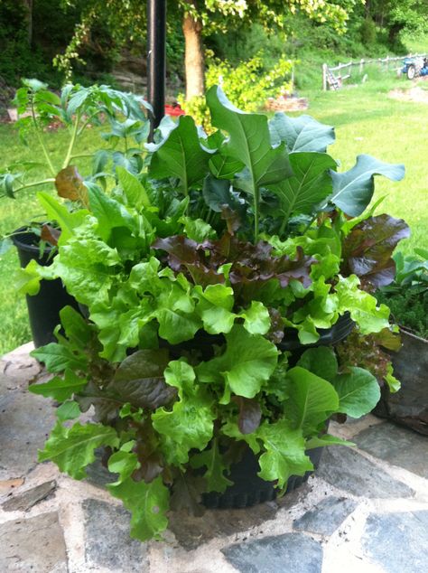 lettuce planter Food Forest Garden, Food Forest, Forest Garden, Vegetable Gardening, Patio Decor, Vegetable Garden, Lettuce, Forest, Patio