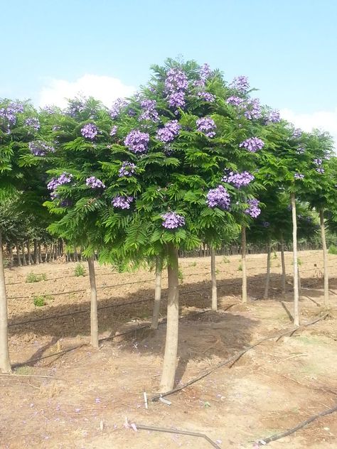 Plant Genetics, Blue Jacaranda, Shrubs For Borders, Fruit Trees In Containers, Wholesale Plants, Growing Fruit Trees, Citrus Plant, Jacaranda Tree, Front Garden Design