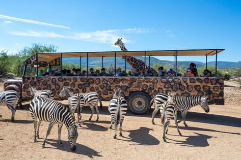 Best Zoos In The Us, Giraffe Feeding, Busch Gardens Tampa Bay, Zoo Architecture, Zoo Park, Houston Zoo, Pokemon Movies, Cincinnati Zoo, Africa Wildlife