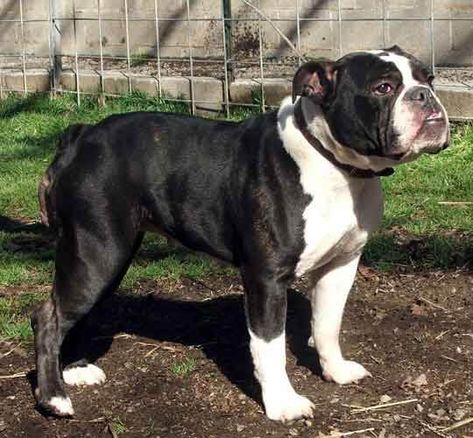 Victorian bulldog appearance, characteristics and pictures Cute Frenchies, Victorian Bulldog, Puppy Obedience Training, Dog Behavior Training, Positive Dog Training, Basic Dog Training, House Training Dogs, Bulldog Puppies For Sale, Dog Training Advice