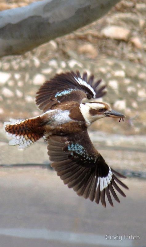 Laughing Kookaburra in Flight Flying Kookaburra, Kookaburra Tattoo, Australian Kookaburra, Aussie Animals, Australian Fauna, Murray River, Birds Of Australia, Artificial Birds, Best Cameras