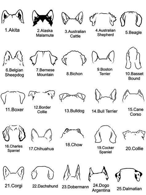 Dog Ear Tattoo Australian Shepherd, Bernese Mountain Dog Outline Tattoo, Husky Dog Ear Tattoo, Husky Ears Tattoo, Dog Memory Tattoo, Dog Ear Tattoo, Tatoo Dog, Dogs Tattoo, Custom Dog Gifts