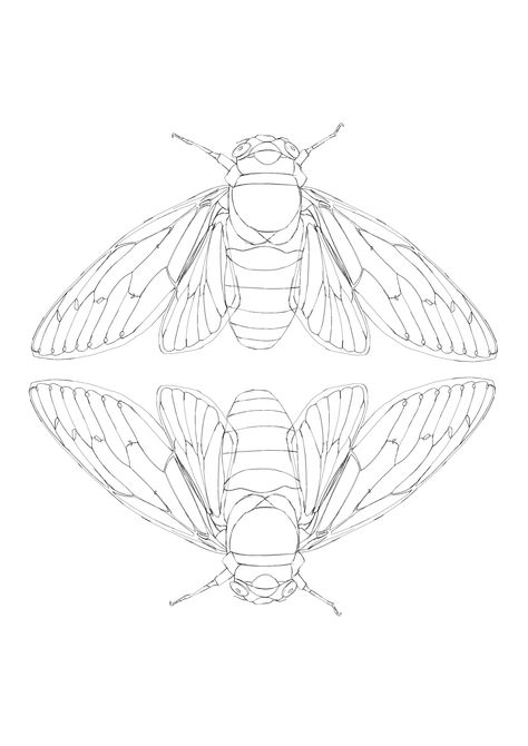 Cicada line drawing Cicada Line Drawing, Insect Line Drawing, Simple Cicada Drawing, Bug Line Drawing, Cicada Line Art, Cicada Art Illustration, Cicada Drawing, Cicada Illustration, Insects Drawing