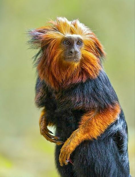 Unusual Animal Photography Golden Lion Tamarin Monkey : A Rare and Regal Primate This amazing monkey has beautiful golden hair around its face and shoulders, which is very reminiscent of a lion’s mane! This primate is about the size of a squirrel and they are also called clawed monkeys. Golden Lion Tamarin, Precious Animals, Animal References, Exotic Animals, Golden Hair, Unusual Animals, Rare Animals, Monkey Business, Baboon