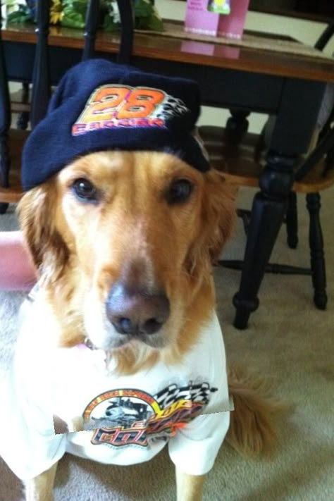 Sandy is a huge #28 Eddie Carrier Jr. Race fan. Dog With Hat Pfp, Dogs With Hats, Dogs With Crocs Hats, Golden Retriever Cowboy Hat, Dog With Sombrero, Sick Dog, Silly Dogs, Pretty Animals, Silly Images