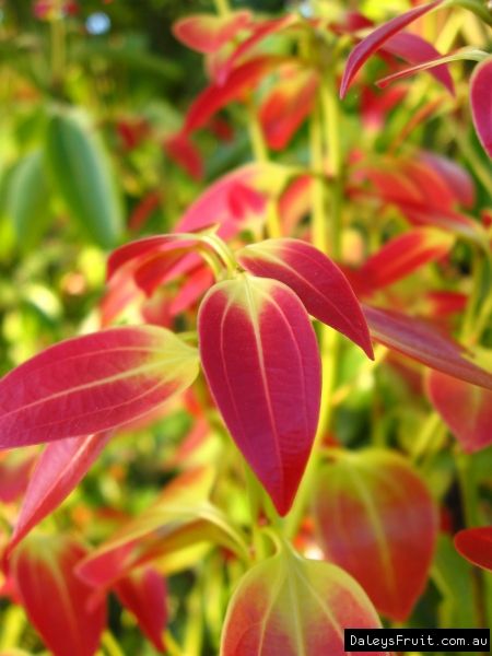 Cinnamon leaf flush Cinnamon Tree Plants, Cinnamon Plant, Cinnamon Tree, Mushroom Plant, Color Catalog, Balcony Plants, Plant Information, Crop Circles, Cinnamon Spice