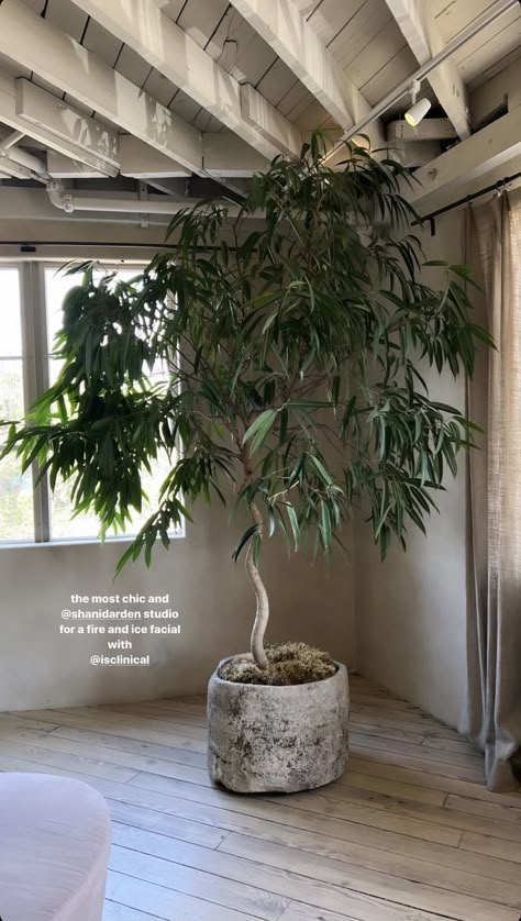 Elephant Bush Plant, Indoor Trees Architecture, Ficus Tree Indoor, Ficus Alii, Interior Planters, Greenhouse Projects, Natural Dining Table, Vibey Apartment, Office Green