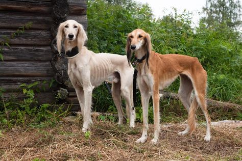 20 Hypoallergenic Dog Breeds | Best No-Shed Dog Breeds | HGTV No Shed Dog Breeds, Lazy Dogs, Saluki Dogs, Hypoallergenic Dog Breed, Dog Breed Names, National Puppy Day, Puppy Day, American Animals, Hypoallergenic Dogs