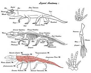 how to draw lizards step 1 Reptile Anatomy Drawing, Lizard Anatomy, Reptile Anatomy, Feet Drawing, Anatomy References, Monitor Lizard, Art Advice, Animal Anatomy, Anatomy For Artists