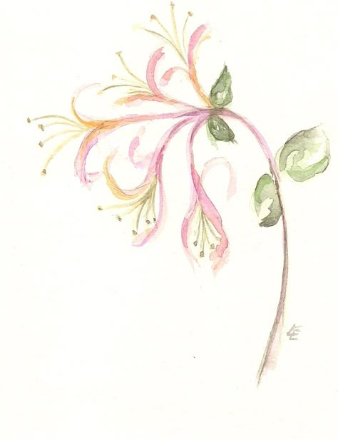 Watercolor Honeysuckle Tattoo, Dainty Honeysuckle Tattoo, Honeysuckle Flower Drawing, Innocence Tattoo, Honeysuckle Watercolor, Honeysuckle Tattoo Simple, Honeysuckle Drawing, Tattoo Honeysuckle, Honeysuckle Tattoo