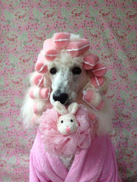 14 Halloween Outfits For Your Poodle Poodle Halloween Costumes, Poodle Dog Costume, Poodle Halloween, Poodle Costume, Poodle Haircut, Cat Massage, Poodle Cuts, Spa Days, French Poodles