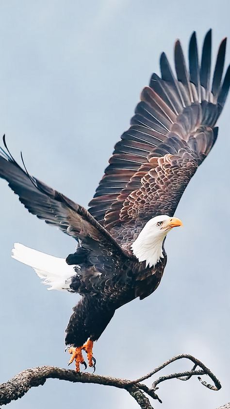 Shaheen Bird Pics, Aigle Royal, Wild Animal Wallpaper, Wild Animals Photography, Eagle Images, Eagle Wallpaper, Eagle Pictures, Eagle Art, Bald Eagles