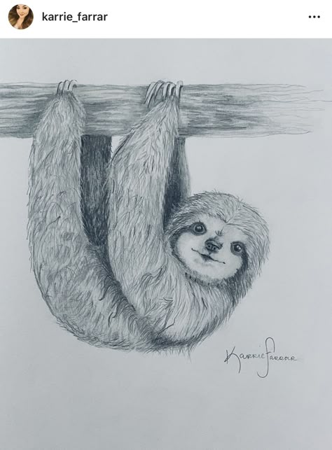 Black & white graphite drawing of a Pygmy Sloth by Karrie Farrar. #slothlover #sketch Sloth Drawing Realistic, Sloth Sketch Simple, Sloth Drawing Simple, Easy Sloth Drawing, Pygmy Sloth, Sloth Drawings, Sloth Sketch, Easy Butterfly Drawing, Sloth Drawing