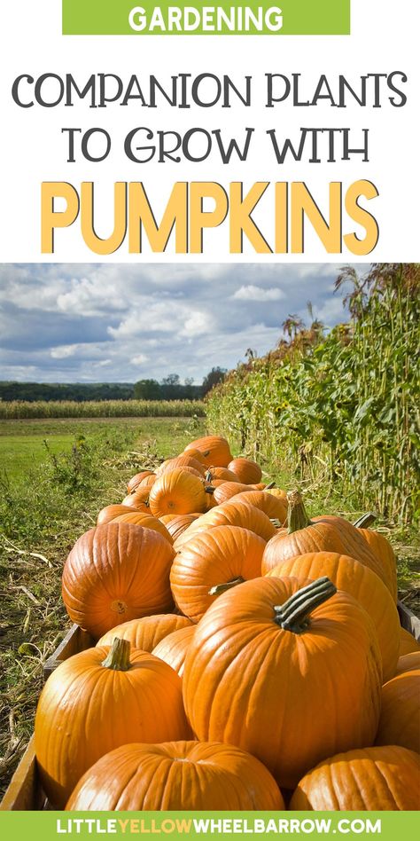 Companion Planting Pumpkin, Companion Plants For Pumpkins, Garden Pumpkin Patch, Starting A Pumpkin Patch, Growing A Pumpkin Patch, Pumpkin Companion Plants, Pumpkin Patch Garden Ideas, Home Pumpkin Patch Garden, Pumpkin Growing Tips