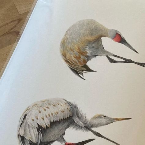 Crane Drawing, Sandhill Crane, A4 Prints, Art Prints For Sale, Wildlife Art, Bird Prints, Bird Art, Birds, Art Prints