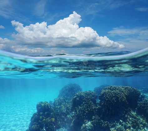 Split image sky cloud and coral reef underwater. Top half with blue sky and clou #Sponsored , #Advertisement, #sponsored, #sky, #Split, #coral, #cloud Half Underwater, Half Underwater Art, Half Underwater Photography, Half Underwater Photography Ocean, Underwater Laptop Wallpaper Hd, Landscape Drawing Tutorial, Resin Underwater Scene, Coral Reef Horizontal, Water Images