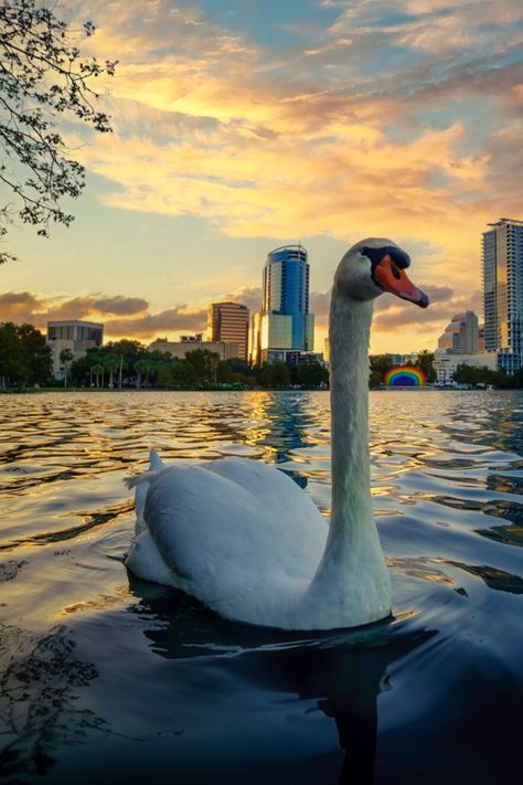 Nestled within Orlando’s core, a concealed oasis awaits discovery, and ‘Swan in the City’ flawlessly captures its irresistible charm. This entrancing snapshot puts on display the enchanting Lake Eola Park, framed by the majestic downtown skyline. Downtown Orlando Aesthetic, Lake Eola Orlando Photography, Citywalk Orlando, Orlando Stadium Soweto, Orlando Skyline, Orlando Photography, Lake Eola, Orlando Parks, Florida Photography