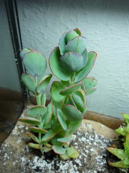 Kalanchoe panamensis Kalanchoe Panamensis, Strange Plants, Succulent Varieties, Beautiful Succulents, Cactus Succulents, Succulents Decor, Home Garden Design, Cactus Y Suculentas, Aquatic Plants