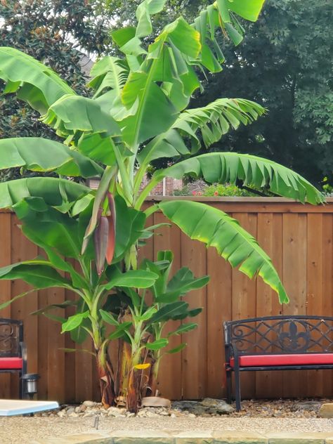 Banana Trees Landscape, Side Gardens, Ti Plant, Arizona Decor, Palm Trees Landscaping, Banana Plant, Banana Palm, Landscape Plants, Banana Plants