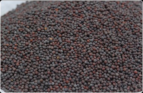 Organic Products India is renowned Mustard Seeds manufacturer, supplier & exporter from India. We also supply black, yellow & white Mustard Seeds. Paleo Honey Mustard, Mustard Kitchen, Honey Mustard Recipes, Mustard Chicken Recipes, Yellow Mustard Seeds, Mustard Recipe, Honey Mustard Sauce, Brown Mustard, Mustard Seeds