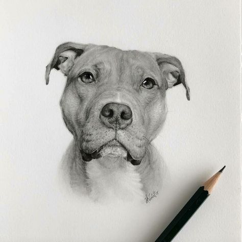 Artist Makes Realistic Pet Portraits Using Only A Pencil, Here Are The Best 49 Works Staffy Drawing Pencil, Realistic Dog Sketch, Pitbull Drawing Pencil, Pitbull Sketch, Pit Bull Drawing, Pencil Pet Portraits, How To Draw Dogs, Pitbull Drawing, Dog Pencil Drawing