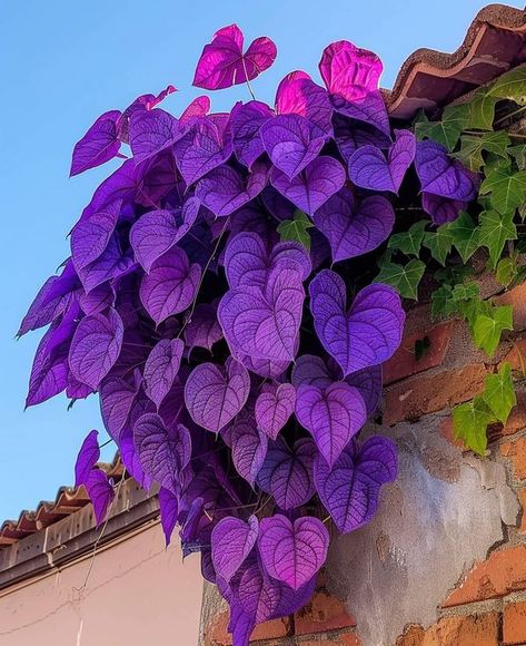 I Love Lush Leaves In Full Bloom, Lush, Sketch Book, Sketch, I Love, Plants, Flowers, Beauty, Color