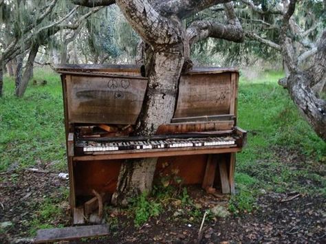 Abandoned Piano, Piano Pictures, Old Pianos, Piano Bar, Upright Piano, Golf Design, Historical Pictures, Piano Lessons, Growing Tree