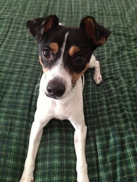 Miniature Fox Terrier, Rat Terrier Puppies, Rat Terrier Dogs, Jack Russell Terrier Puppies, Toy Fox Terriers, American Dog, Some Interesting Facts, Rat Terrier, Fox Terriers