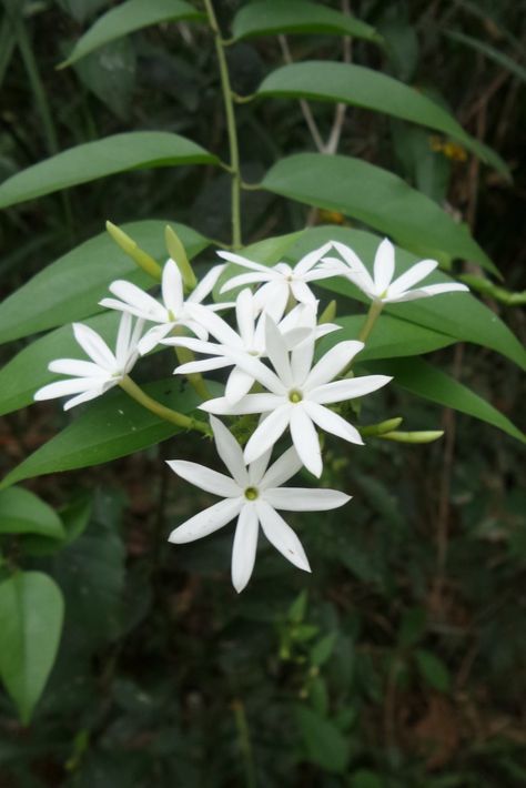 Chameli Flower, Rose Crafts, Jasmine Flowers, Persian Poetry, Morning Flowers, Flowers Garden, Good Morning Flowers, Wild Flower, My Photo Gallery