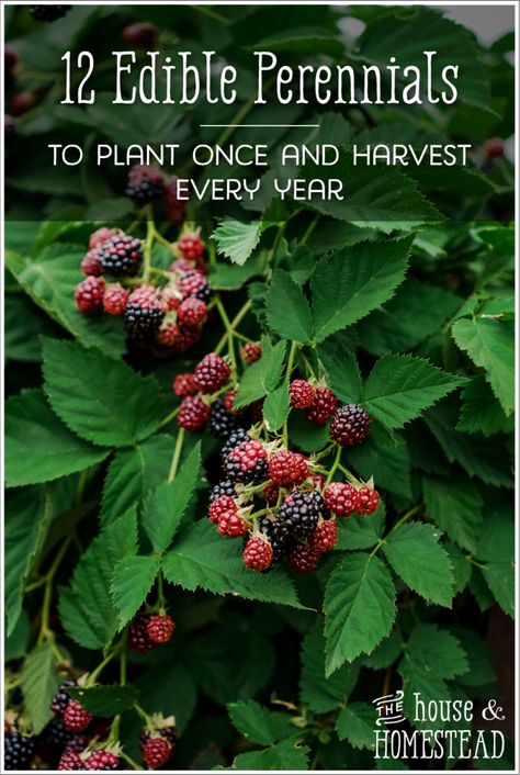 12 Edible Perennials to Plant Once and Harvest Every Year - The House & Homestead How To Harvest Elderberries, Edible Perennial Garden, January Homestead To Do List, Beginner Homesteading, Permaculture Berries, Edible Perennials, Farmers Almanac 2024 Planting Guide, Rhubarb Juice, Survival Preparedness