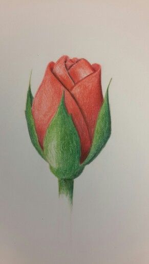 red rose Cute Color Pencil Art, Rose Drawing Colored Pencil, Easy Drawings Colored Pencils, Rose Buds Drawing, Drawing Ideas Colored Pencil Easy, Pencil Color Drawing Easy, Colour Pencil Drawing Easy, Red Flower Drawing, Red Rose Sketch