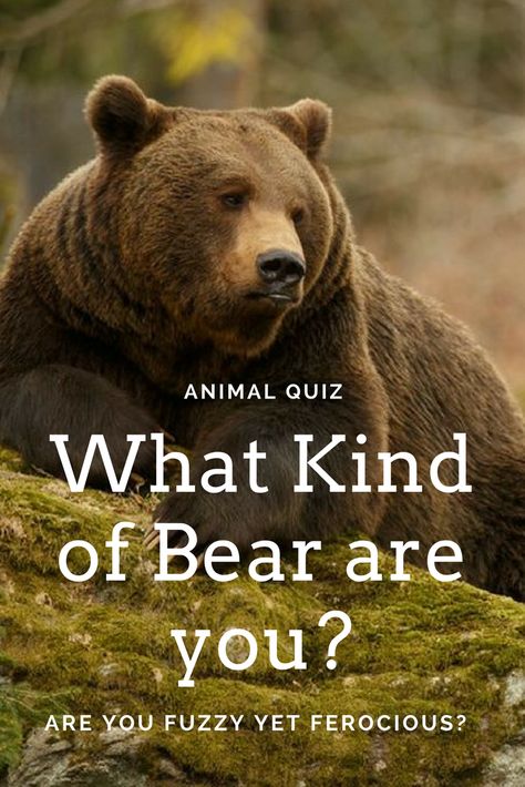 Fuzzy and ferocious, bears around the world have a lot in common, but they also have a lot of differences. Take the quiz to find out exactly what type of bear you are! Moon Bears, Bear Spirit, White Coats, Animal Quiz, Angry Bear, Moon Bear, Sloth Bear, Bolivia Travel, Spirit Bear