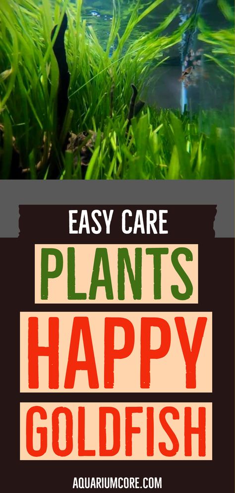 Easy-care plants for goldfish tanks Goldfish Tank, Plant Varieties, Water Enhancer, Best Plants, Easy Care Plants, Healthy Fish, Hiding Spots, Tanked Aquariums, Pet Fish