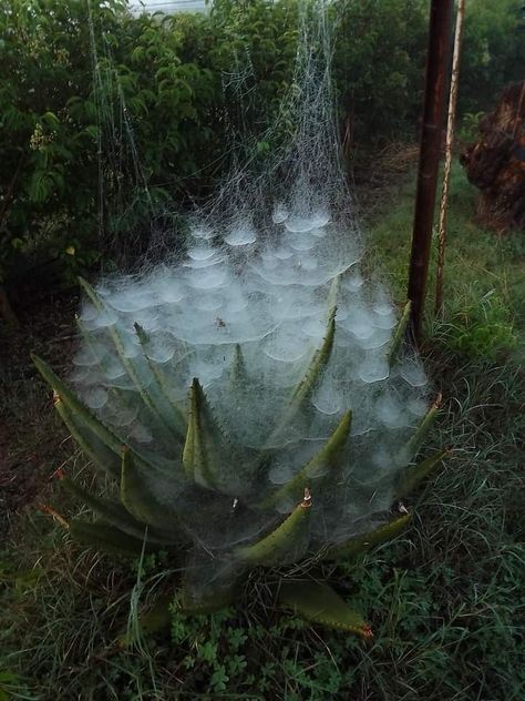 Wild Nature Aesthetic, Background Reference Photo, Foggy Aesthetic, Huge Spiders, Oc Things, Aloe Plant, Aloe Vera Plant, Spider Webs, Plant Aesthetic