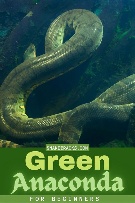 The green anaconda is part of the boidae family and it’s binomial name is eunectes murinus. Neonates approximately 27″ – 34″+/-. Females average 16+’, males average 8′ – 10′ adult size. Record size for the green anaconda is 37.5 feet. Green anacondas typically live 10-30 years in captivity. The oldest captive green anaconda on record is 31 years. In captivity we have seen high orange green anacondas, as well as “axanthic” specimens that are a smoky blue color. Anaconda Verde, Most Dangerous Animals, Green Anaconda, Smoky Blue, Barack And Michelle, Dangerous Animals, Anaconda, Michelle Obama, Free Guide