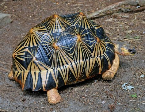 Radiated Tortoise, Textures In Nature, Tortoise Care, Tortoise Turtle, Cute Turtle, Turtle Love, Turtle Shell, Animal References, Reptiles And Amphibians