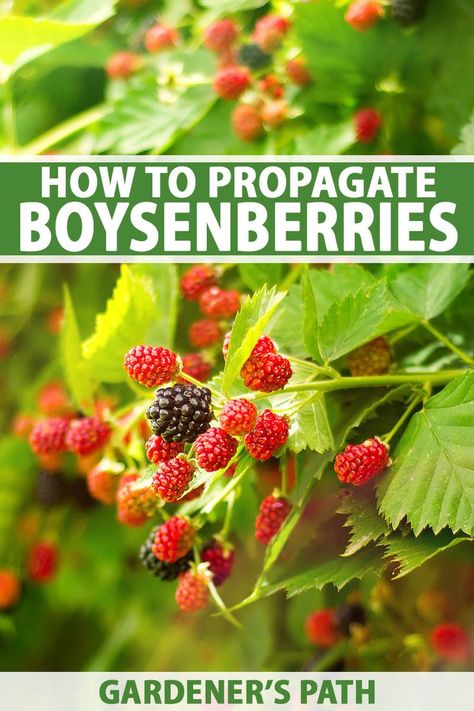 Boysenberry Plant, Edible Flower Garden, Fruit Trees In Containers, Growing Vegetables At Home, Green Backyard, Berry Garden, Vegetable Garden Tips, Homestead Ideas, Food Gardening