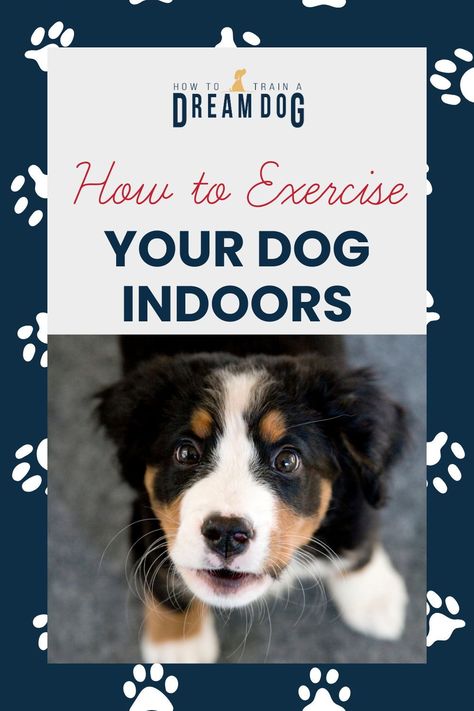 Wondering how to exercise your dog indoors? Discover fun and effective ways to keep your dog active and healthy, even when you can't go outside. Perfect for rainy days or small spaces. Games For Puppies, Puppy Obedience Training, How To Focus Better, Dog Exercise, Puppy Training Tips, Dream Dog, Indoor Dog, Exercise Tips, Workout Games