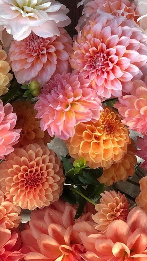 Dahlias Aesthetic, Pretty Flowers Wallpaper, Dalia Flower, Bouquet Champetre, Aesthetic Pretty, Flower Guide, Aesthetic Flower, Wallpaper Nature Flowers, Wallpaper Nature