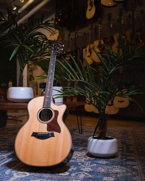 Taylor Acoustic Guitar, Acoustic Guitar Pictures, Sicilian Decor, Musician Aesthetic, Acoustic Room, Taylor Guitars Acoustic, Acoustic Guitar Photography, Acoustic Bass Guitar, Taylor Guitars