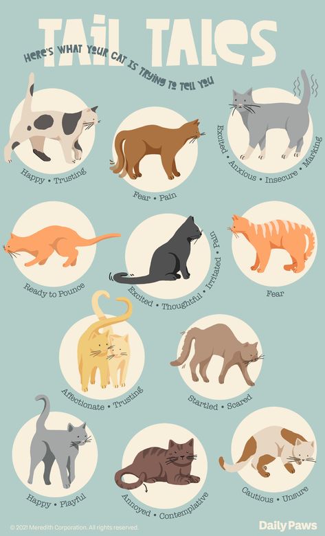 What Cats Tails Mean, Cat Tail Meaning, Therian Paws, Cat Tail Language, Cat References, Cat Tails, Cat Entertainment, Kitty Pics, Cat Language