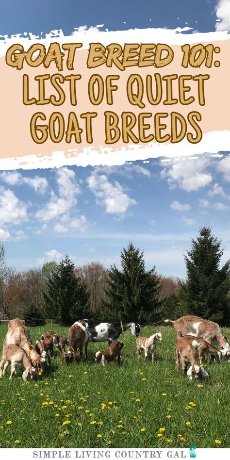 Looking for quiet goat breeds that won’t disturb your neighbors? This guide highlights the best breeds for peaceful homesteading. Perfect for small farms, these goats are gentle and quiet, making them ideal for areas where noise levels are a concern. Goat Milking Stand, Goat Fence, Goat Breeds, Goat Playground, Goat Shelter, Goat Milking, Mini Goats, Pet Goat, Goat House