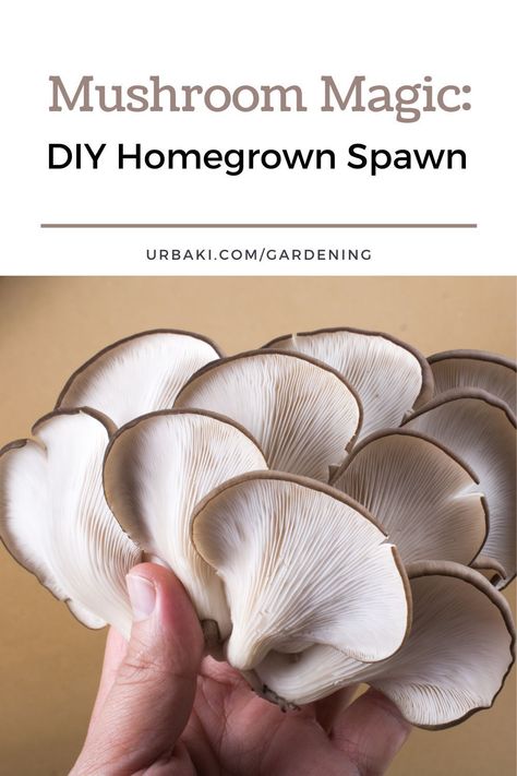 Savoring gourmet mushrooms like oyster or shiitake doesn't have to break the bank. The secret? Cultivating them yourself. While many turn to commercial mushroom seeds tailored to their preferred variety, the process is surprisingly simple. Mixing these seeds into a growing medium such as sawdust or wood dust yields a satisfying harvest within weeks. Yet, let's take a step beyond and explore the realm of mushroom spawning. It's a bit more intricate but sets the stage for prosperous growth. Mushroom Seeds, Bunsen Burner, Shiitake Mushroom, Organic Matter, Wood Dust, Organic Gardening, Glass Jars, Seeds, Stuffed Mushrooms