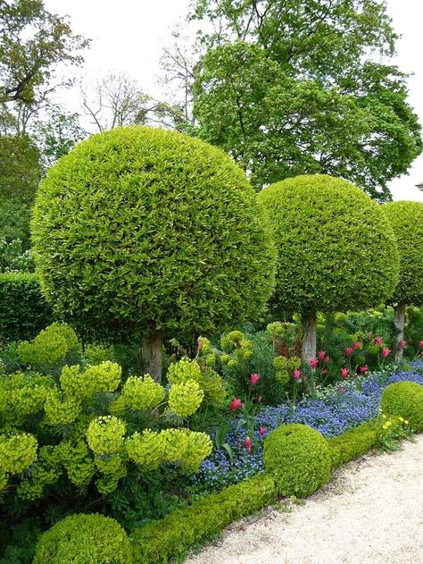 Boxwood Garden, Garden Hedges, Garden Balls, Side Yards, Topiary Garden, Garden Privacy, Black Door, Topiaries, Formal Gardens