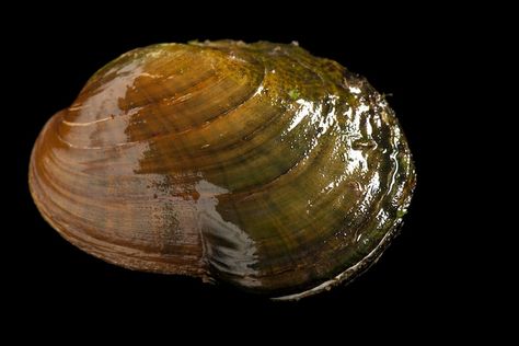 Man Made Disasters, Unknown Animals, Brazil Amazon, Study Site, Joel Sartore, The University Of Oklahoma, Face Change, Tennessee River, Daily Water