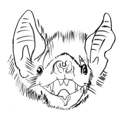 Bat Face Drawing, Bat Face, Drawing Lesson, Scary Faces, Cute Bat, Tattoo Design Book, Face Tattoo, Design Book, Drawing Lessons