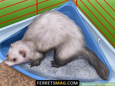 Ferret Litter Box Ideas, Ferret Essentials, Ferret Proofing, Diy Ferret Stuff, Ferret Tips, Ferret Playpen, Ferret Cage Ideas, Ferret Ideas, Ferret Care