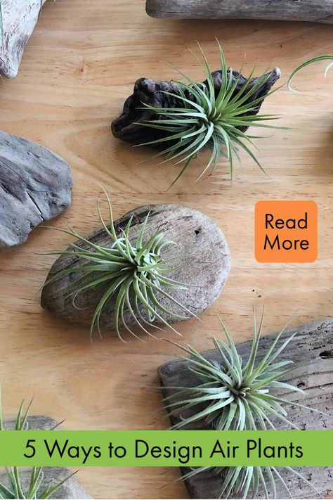 Air Plant Display Ideas Bathroom, Air Plant Crafts, Air Plant Wall Display, Air Plant Centerpiece Wedding, Airplants Display Ideas, Air Plant Display Ideas, Ways To Display Air Plants, Air Plant Rock Display, Plants In Glass Bowl