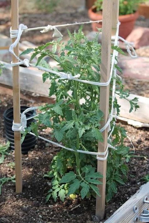 Creative DIY ideas for support climbing vegetables, plants and flowers Busy Calendar, Plantarea Legumelor, Tomato Plant, Tomato Cages, Garden Veggies, Veg Garden, Have Inspiration, Tomato Garden, The Secret Garden